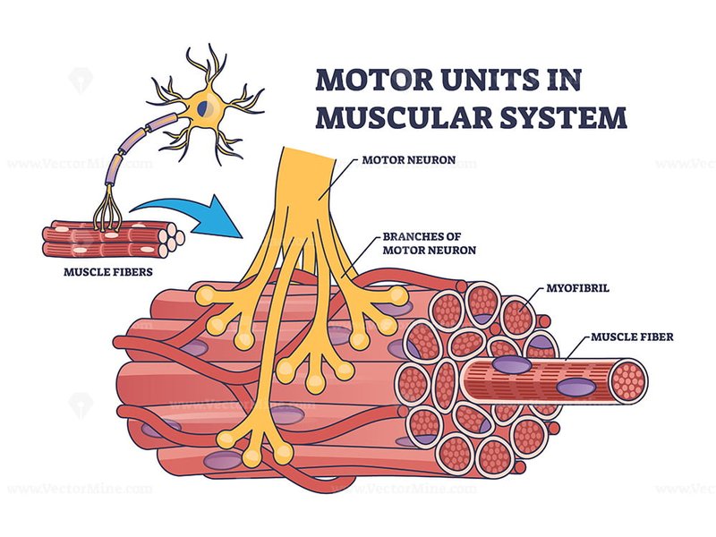 How To Program Raynor Motor Unit